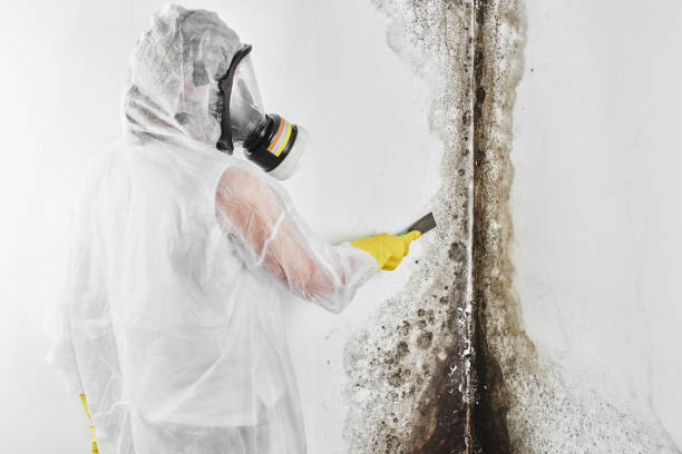 Best Professional Mold Removal  in Marina, CA