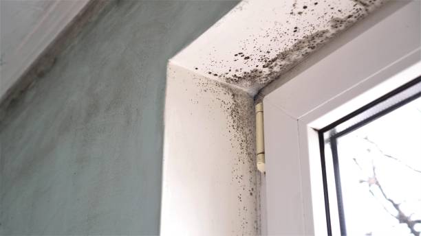 Best Home Mold Removal  in Marina, CA