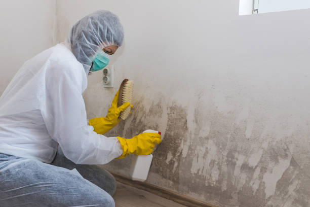 Best Mold Damage Repair  in Marina, CA