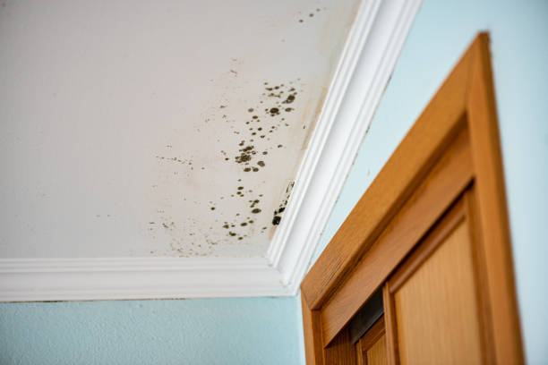 Best Crawl Space Mold Removal  in Marina, CA