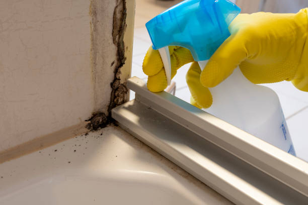 Best Certified Mold Removal  in Marina, CA