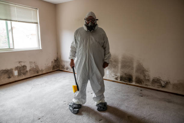Home Mold Removal in Marina, CA