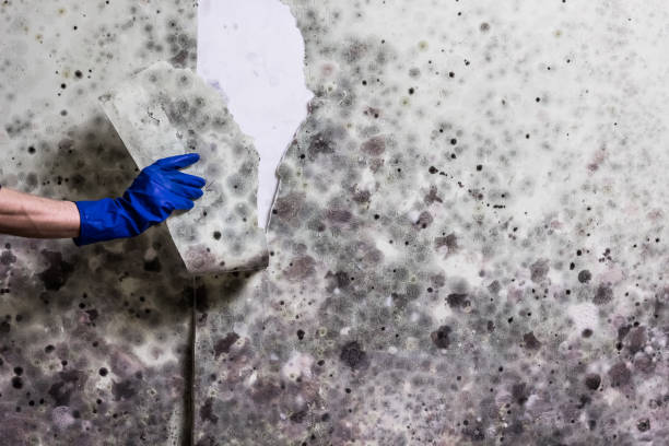 Professional Mold Removal in Marina, CA