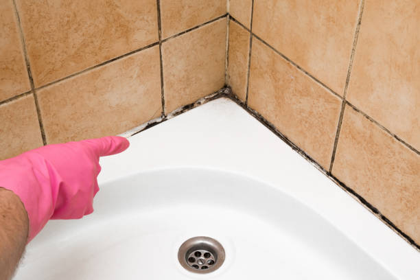 Best Affordable Mold Removal  in Marina, CA